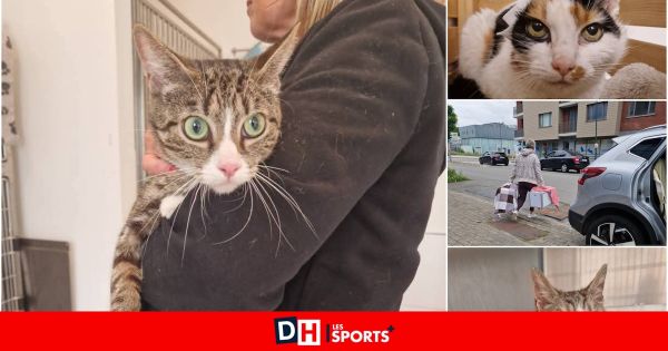 Spécialisée dans l'accueil de chats errants à Bruxelles, l'ASBL Ever'y Cat est au bord de la faillite : "On vit au jour le jour”