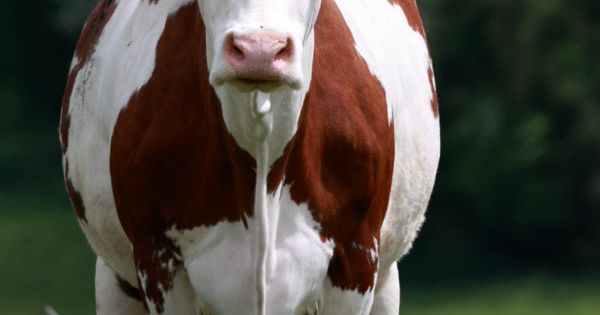 Doubs. Selon les analyses, ce n'est pas un cas de dermatose nodulaire, la maladie contagieuse et mortelle qui touche les vaches