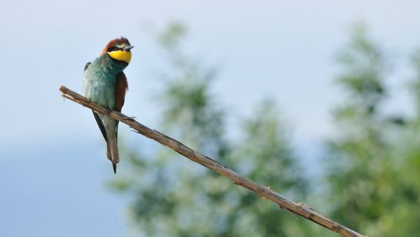 Atlas de la biodiversité : un projet scientifique, ludique et participatif pour préserver l'environnement