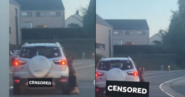 Belgique. « Une chasse à l'homme » : accusé d'avoir tué son chien, un automobiliste est traqué