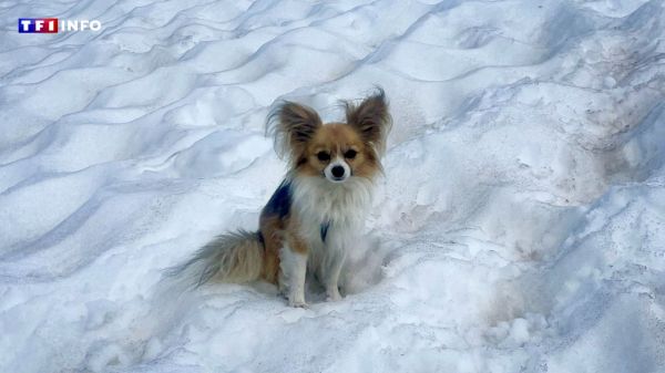 Tombé dans une crevasse en Suisse, un homme sauvé grâce à son chihuahua | TF1 INFO