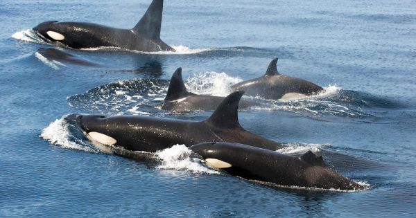 Gentillesse ou manipulation ? Quand des orques offrent de la nourriture aux humains