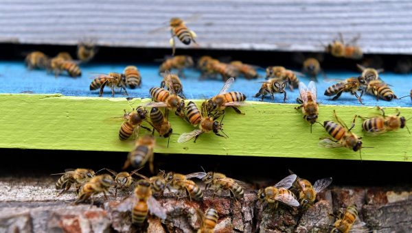 Le maire d'Aurillac envisage d'interdire les ruchers après l'attaque d'une vingtaine de personnes par des abeilles