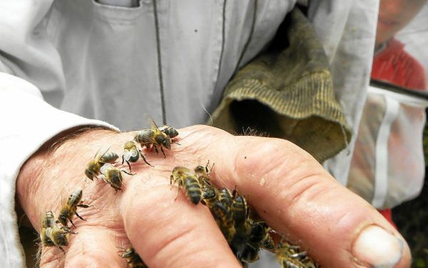 Attaque d'abeilles en plein centre-ville : trois personnes hospitalisées en urgence absolue dans le Cantal