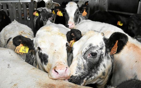 Des militants de la cause animale interpellés dans un abattoir : une action ciblée sur cinq sites dont un breton