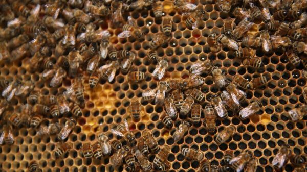 Attaque d'abeilles à Aurillac : la ville envisage d'interdire les ruchers