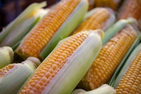 Céréales : une récolte record de 3 milliards de tonnes attendue en 2025/2026