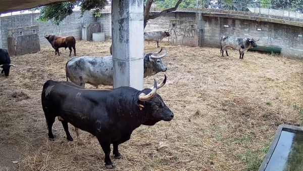 "Ceret de Toros" : le temps des débarquements