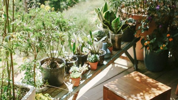 Un mini-potager sur le balcon : cultiver ses tomates, c'est le pied !