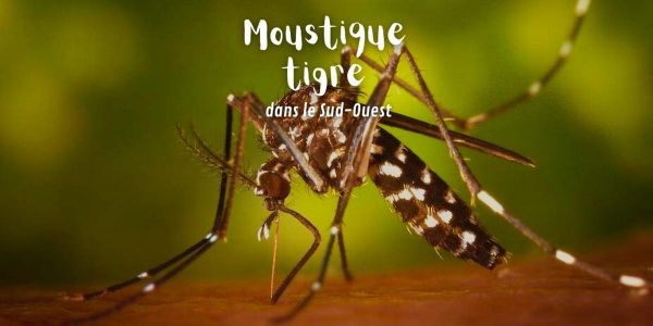 Moustique tigre dans le Sud-Ouest : face au risque sanitaire, quelles solutions ?