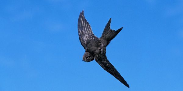 Canicule en Suisse: Des dizaines d'oisillons sautent de leur nid pour échapper à la chaleur