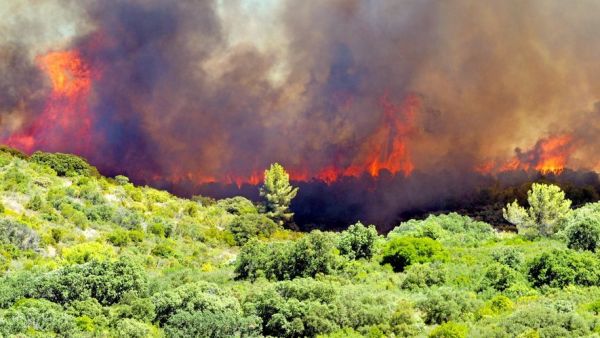 Incendie près de Béziers : un feu végétation menace un centre équestre, les animaux évacués en urgence