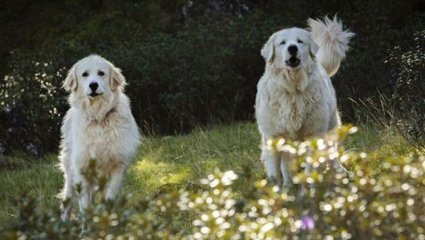Montagne : que faire si on croise un chien patou en randonnée ?