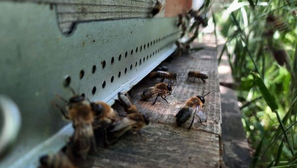 Attaque d'abeilles à Aurillac : les trois ruches de la ville déplacées