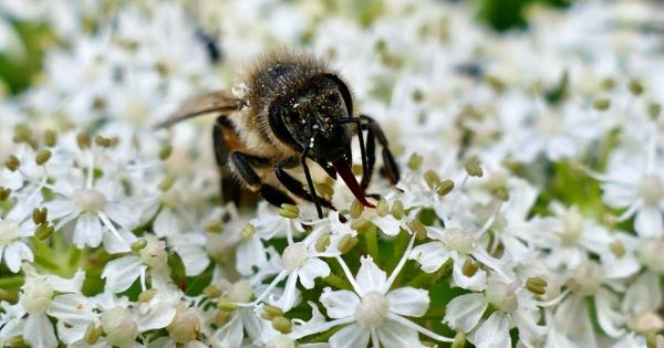 Cantal. Frelons asiatiques, danger, erreur humaine... Comment expliquer l'attaque d'abeilles à Aurillac ?