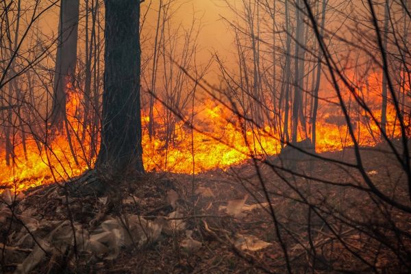 Incendie près de Montpellier : 150 pompiers en alerte, 3 maisons sauvées in extremis