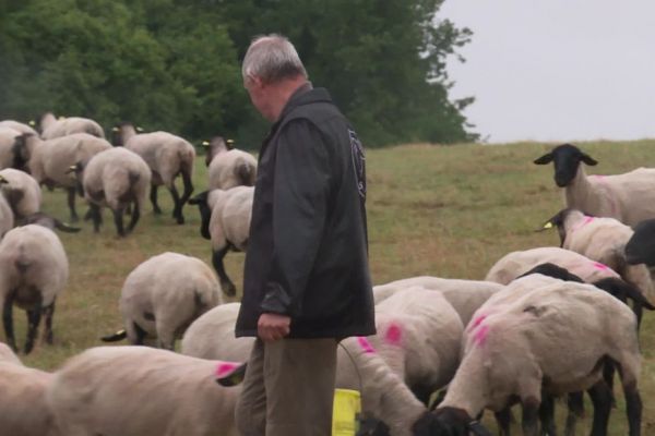 Les agriculteurs autorisés à utiliser les jachères pour le pâturage : bonne ou mauvaise idée ?