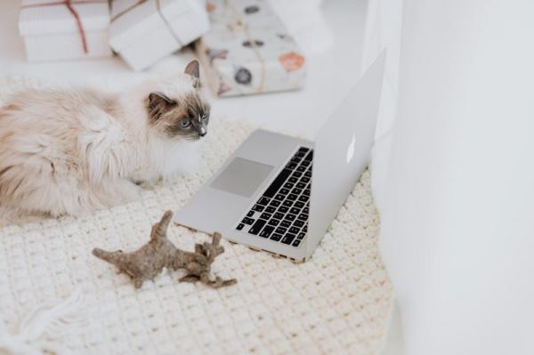 Des sites à découvrir pour le bien-être des animaux
