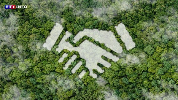 Performance, compétition, croissance : les 3 mots qui mènent au dépôt de bilan planétaire | TF1 INFO