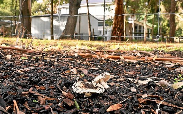 En Australie, une femme reconnue coupable d'un triple meurtre par empoisonnement aux champignons vénéneux