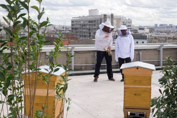 Attaque d'abeilles à Aurillac : faut-il craindre les ruches en milieu urbain ?