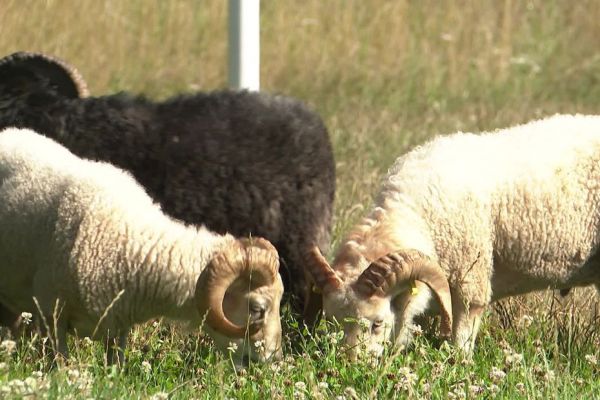 Des moutons pour remplacer la tondeuse à gazon : une enseigne de bricolage et jardinage propose désormais ce service aux particuliers