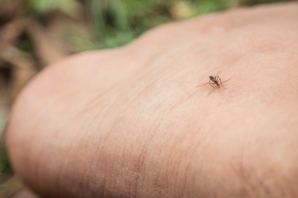 La Chine dévoile un microdrone espion inspiré du moustique