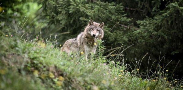 Béarn : les éleveurs sidérés par les propos de Macron sur le loup