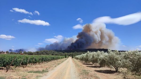 Incendie à Narbonne : 750 hectares ravagés, circulation coupée, dispositif mobilisé... Les premières images impressionnantes sur la ligne de feu