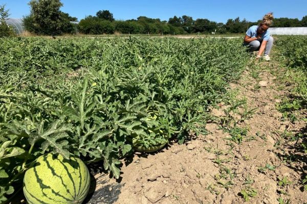 Déjà des pastèques bretonnes, bientôt des clémentines du Morbihan ? Les agriculteurs anticipent le changement climatique