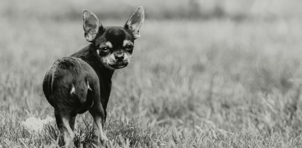 5 000 ans avant le chihuahua, l'épopée des chiens en Amérique latine