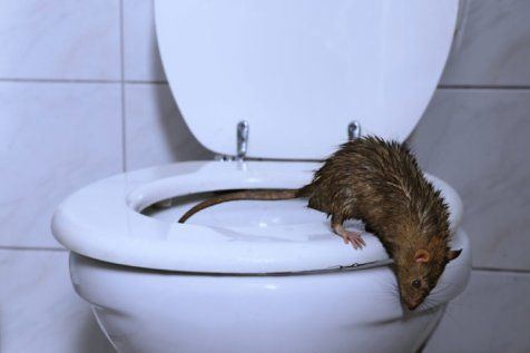 Nage avec les rats !
