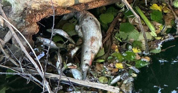 Isère. « Sur 7 km la mortalité est totale » : des dizaines de poissons tués dans une rivière, Danone confirme « un incident ponctuel »