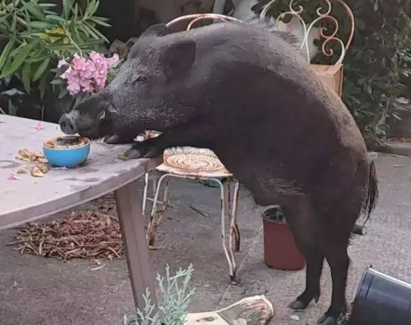 "Nous ne pouvons pas nous en approcher, vous avez vu sa taille?": à Fréjus, un sanglier squatte leur jardin