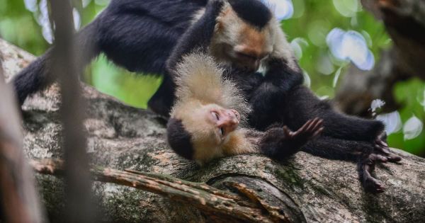 Rapports de force : chez les primates, la domination masculine n'est pas la norme