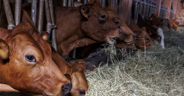 Savoie. Crise de la dermatose nodulaire : deux nouveaux cas confirmés