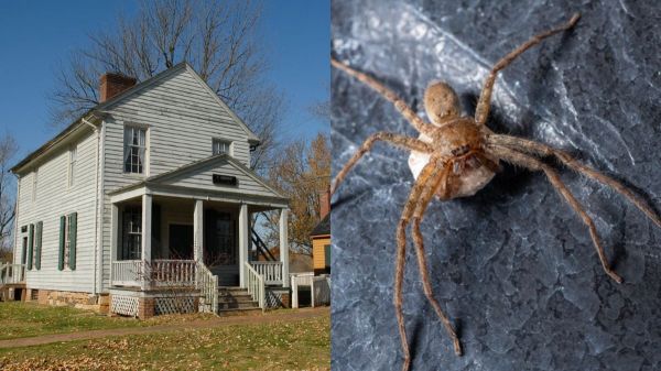 Ils découvrent que la maison qu'ils viennent d'acheter est habitée par... 2 000 araignées venimeuses