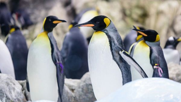 Homoparentalité animale: la belle histoire de Scampi et Flounder, les papas manchots