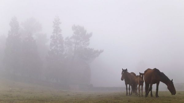 Les habitants luttent contre des chevaux sauvages lors du festival Rapa das Bestas en Espagne