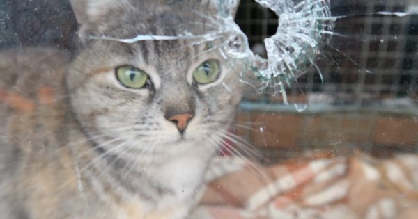 Vosges. Neufchâteau : les chats et chiens errants dans le viseur de la commune