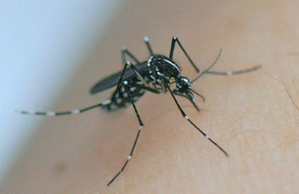 Dengue, Zika, Chikungunya... Toutes les questions que posent ces maladies véhiculées par le moustique-tigre