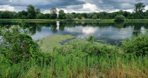 Gerstheim - Strasbourg. Restauration écologique des berges du Rhin : un appel aux dons