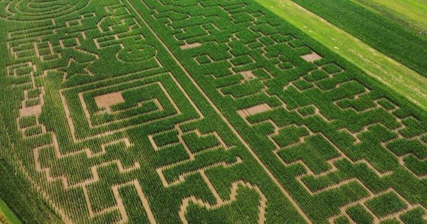 Soultz-Haut-Rhin. Deux labyrinthes de 5 hectares dans un champ de maïs : le rêve fou de la famille Kessler a vu le jour