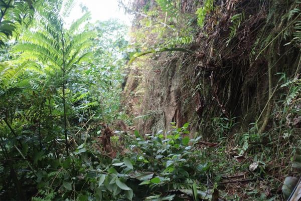 ​Ua Pou en alerte face au Miconia crenata
