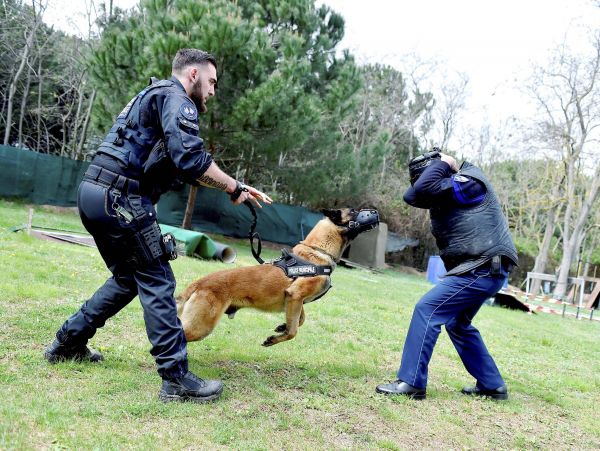 Deux nouveaux chiens pour la police municipale de Fréjus, l'opposition municipale aurait préféré le recrutement d'un agent