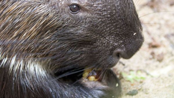 Eliminer ses prédateurs, sans même se retourner, c'est le pouvoir de cet animal de Beauval