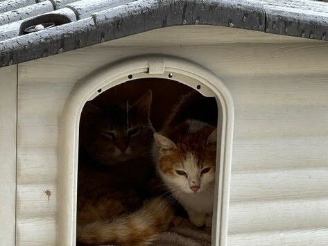 Le casse-tête de la garde des animaux de compagnie pendant les vacances