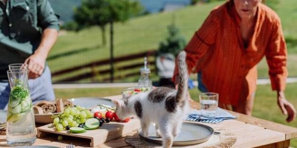 Un rôle dans l'infertilité?: La toxoplasmose peut décapiter les spermatozoïdes