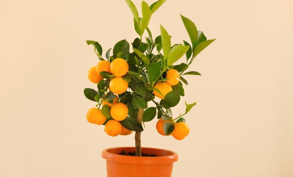5 arbres fruitiers à croissance rapide qui prospèrent en pot