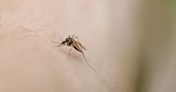 Ce qu'il faut faire (et ne pas faire) pour protéger Bébé des moustiques, selon un pédiatre